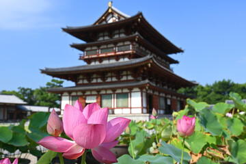 Fototapeta premium 奈良市の世界文化遺産薬師寺の金堂と蓮の花