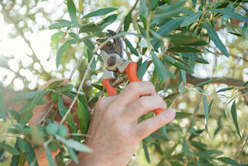 close-up of hands pruning the olive tree - Powered by Adobe