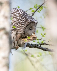 Male ural owl on a tree cleaning its feathers