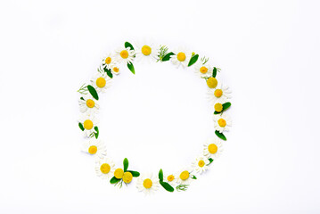 top view chamomile circle ring of flowers and petals on white background, copy space, flat lay, flower background