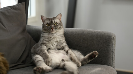 A lazy fat cat sitting with a funny gesture on the comfortable couch. Domestic life animals