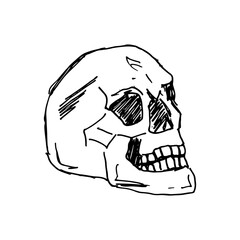 Vector hand drawn illustration of  skull in black