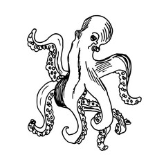 Vector hand drawn illustration of an octopus