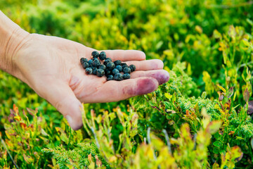 Hand full of wild blueberries with green leaves
