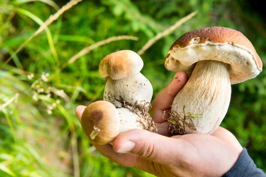 Edible mushrooms boletus in hand, mushroom in forest