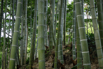 太い竹林の竹