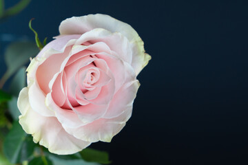 Beautiful pink rose flower with dark blue background