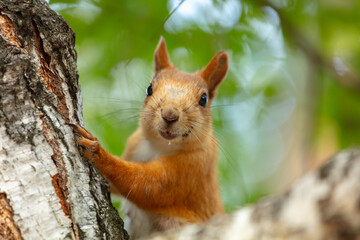 squirrel. a very cute red squirrel's muzzle looks into the camera