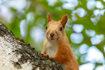 A curious red squirrel is peeping at the trunk of a tree. very high resolution photos
