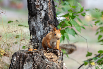 squirrel. wild red squirrel in the forest gnawing nuts
