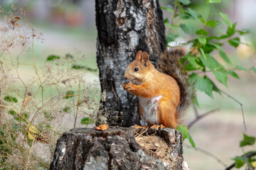 Naklejka na ściany i meble red squirrel. Rodent. The squirrel sits on a tree and eats. Beautiful red squirrel in the park. very high resolution photos
