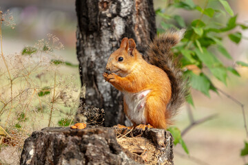 Naklejka na ściany i meble red squirrel. Rodent. The squirrel sits on a tree and eats. Beautiful red squirrel in the park. very high resolution photos