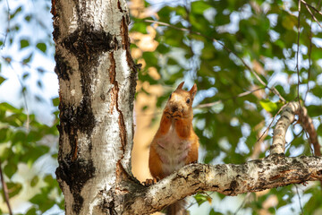 Art view on wild nature. A cute red squirrel with swollen tits on his stomach sits on a birch tree in search of food for cubs. very high resolution photos