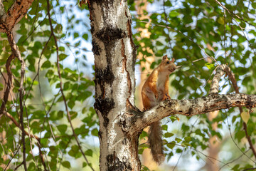 Cute red squirrel. Wildlife in spring forest. very high resolution photos