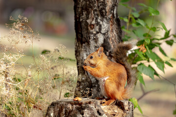 Cute red squirrel. Wildlife in spring forest. very high resolution photos