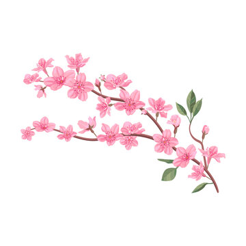 Pink Sakura flowers petals, cherry or peach tree branches with leaves. Flat vector illustrations for spring in Asia, nature, blooming