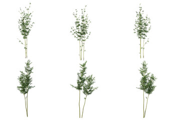 bamboo on a transparent background
