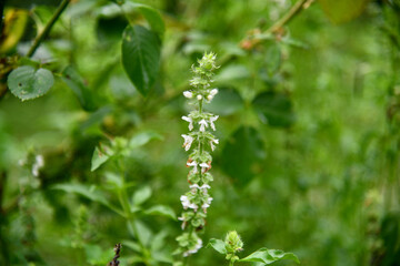 Hairy Basil flowers closeup in garden.