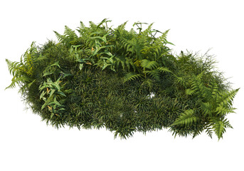 Shrubs and flower on a transparent background
