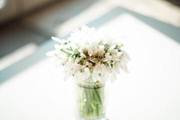 White snowdrops on the windowsill, spring, primrose