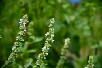 Hairy Basil flowers closeup in garden.