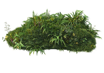 Shrubs and flower on a transparent background
