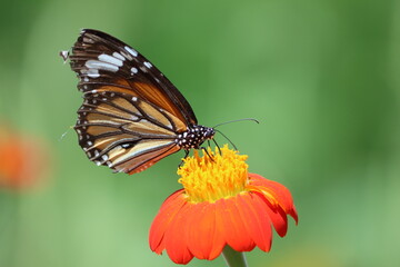 Danaus genutia, the common tiger, is one of the common butterflies of India. It belongs to the 