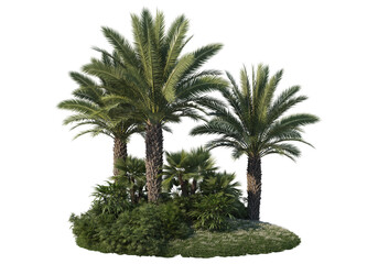 Fototapeta na wymiar Palm garden on a transparent background 