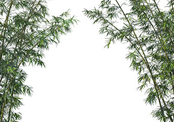 bamboo on a transparent background
