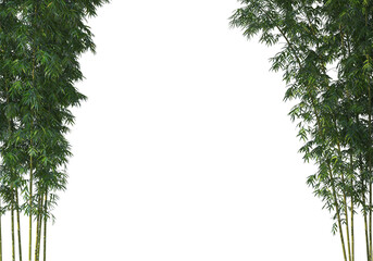 Fototapeta premium bamboo on a transparent background 
