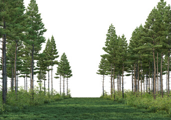 Coniferous forest on a transparent background
