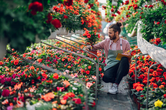 Florist Man Working With Flowers At A Plant Nursery Greenhouse.