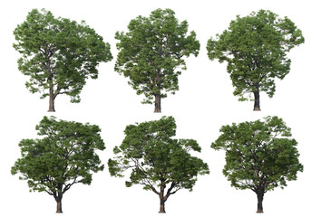 Tree on a transparent background  © jomphon