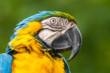 Colourful parrot of South America