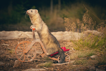 Light color ferret riding a tricycle on forest way location