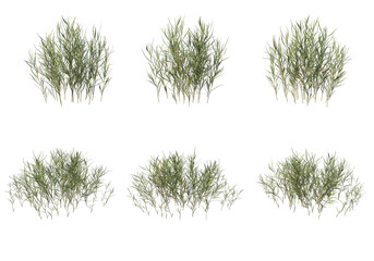 Grass on a transparent background
