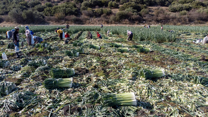 Torbali - Izmir - Turkey, November 4, 2021, Seasonal workers working in a leek field