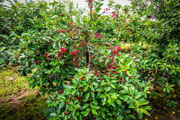 ripe cherries on the tree