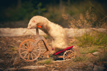 Cinnamon color ferret riding a tricycle on forest way location