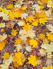 fallen autumn colorful leaves. texture on the ground