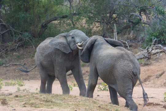 African elephants (Loxodonta africana) in the Timbavati Reserve, South Africa