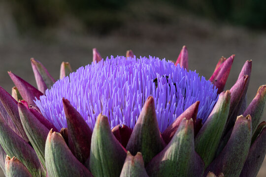 Bl&uuml;te eines Artischocke