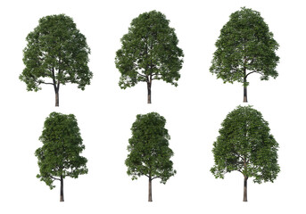 Fototapeta premium Tree on a transparent background 