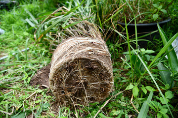 plant roots lined up on ground