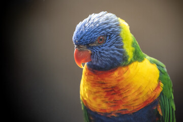 Rainbow Lorikeet - colourful parrot from Australia