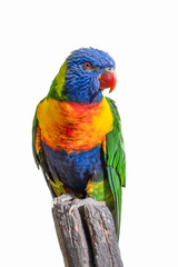 Rainbow Lorikeet - colourful parrot from Australia