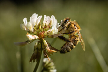 bee on a flower
