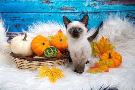 Cute kitten siamese cat and pumpkin, thanksgiving concept photo