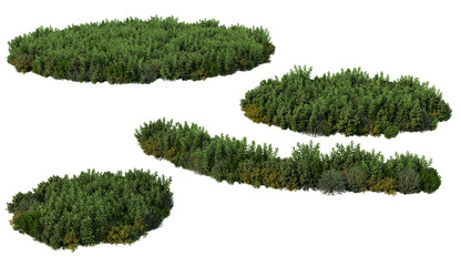 Shrubs and flower on a transparent background
