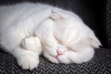 Fototapeta na wymiar White color scottish fold cat is sleeping